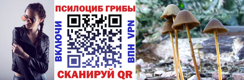 цена наркотик  Магас  Псилоцибиновые грибы Magic Shrooms 